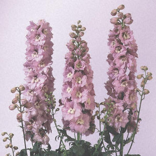 Delphinium cultorum <br>DELPHINIUM MAGIC FOUNTAIN CHERRY WHITE BEE