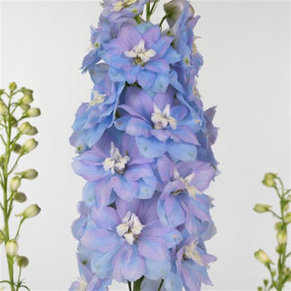 Delphinium elatum <br>DELPHINIUM EXCALIBUR LIGHT BLUE WHITE BEE