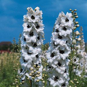 Delphinium elatum <br>DELPHINIUM PACIFIC GIANTS PERCIVAL