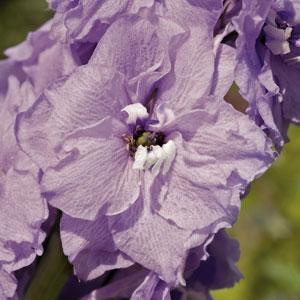 Delphinium elatum <br>DELPHINIUM PACIFIC GIANTS GUINEVERE