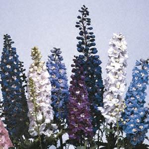 Delphinium elatum <br>DELPHINIUM MAGIC FOUNTAIN MIX