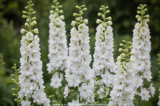 Delphinium consolida LARKPUR QIS White