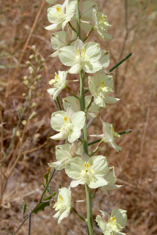 Delphinium semibarbatum YELLOW, DELPHINIUM LARKSPUR SULPHUR SPIKE