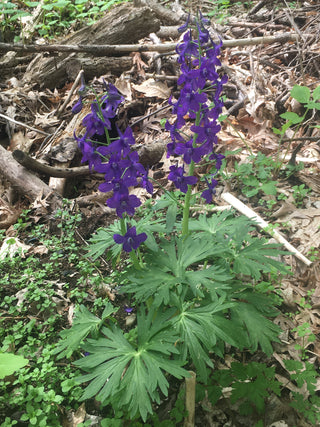 Delphinium tricorne SPRING LARKSPUR, DWARF LARKSPUR