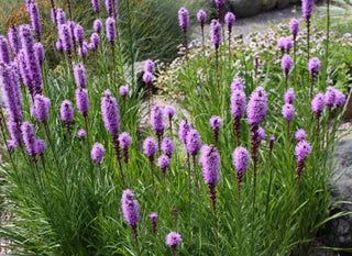 Liatris spicata <br>DENSE BLAZING STAR, PRAIRIE FEATHER
