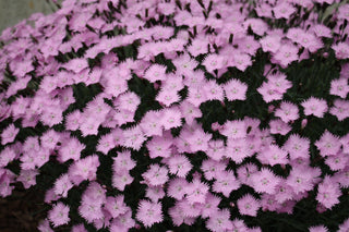 Dianthus gratianopolitanus <br>CHEDDAR PINK