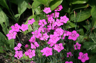 dianthus pink