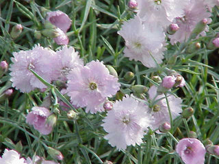 Dianthus gratianopolitanus <br>CHEDDAR PINK