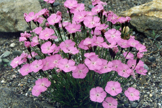 Dianthus nitidus <br>CARPATHIAN GLOSSY PINKS