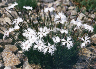 Dianthus petraeus <br>FRAGRANT SNOWFLAKE, GARDEN PINKS