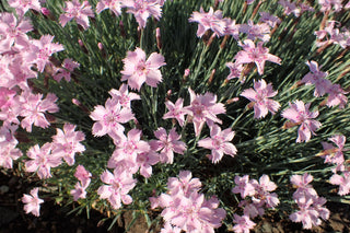 Dianthus plumarius <br>DIANTHUS MIX