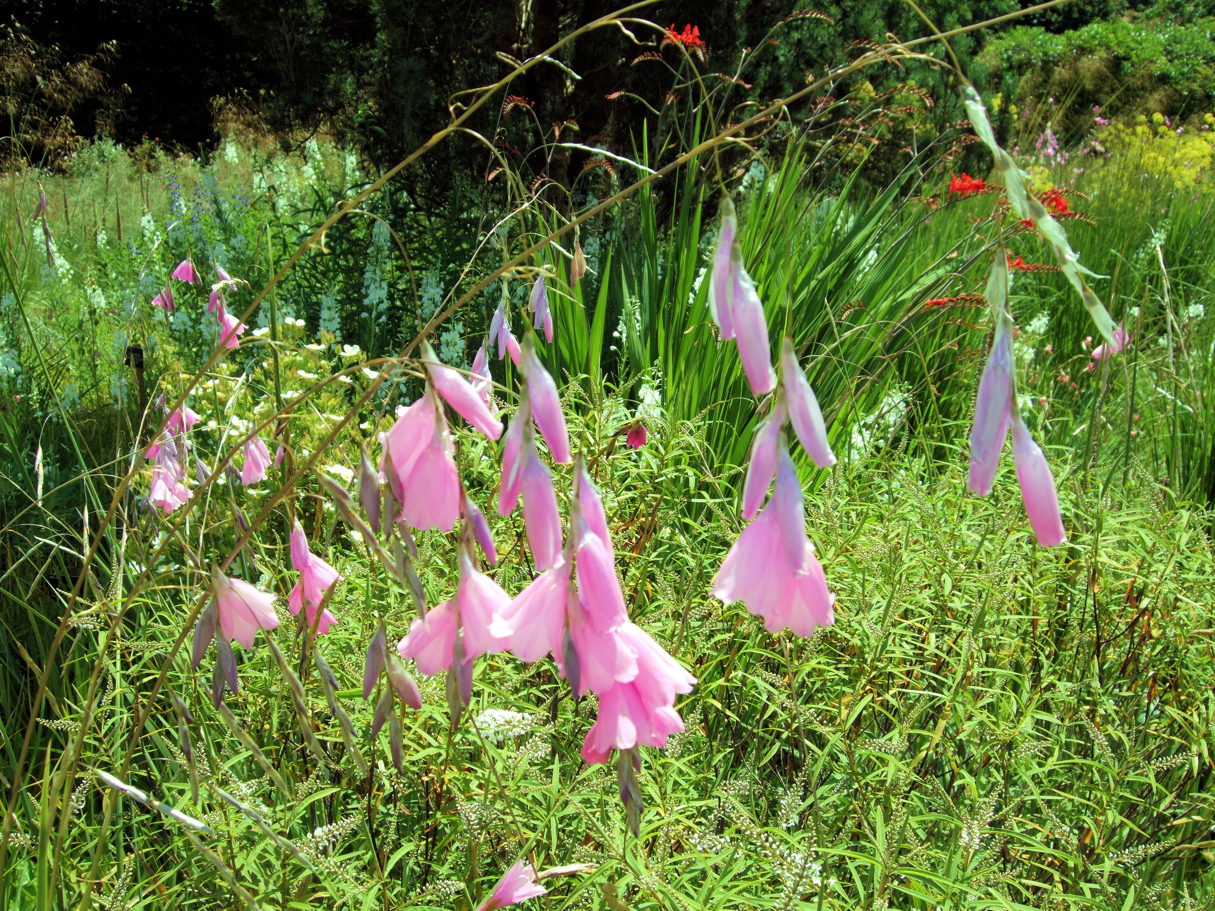 angel's fishing rod plant from seed Dierama ANGEL'S FISHING ROD MIX COLOURS – Ferri Seeds