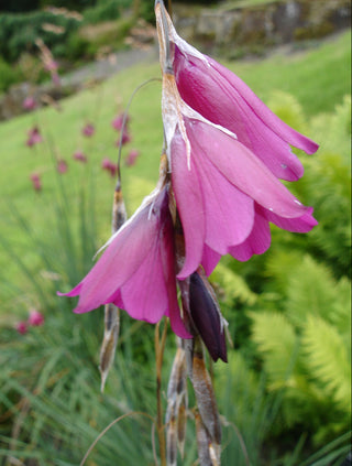 Dierama DARK BLACK/RED ANGEL'S FISHING ROD