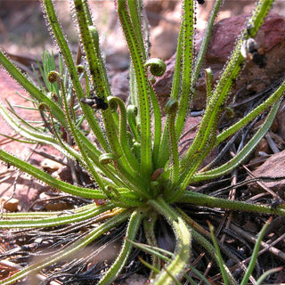 SUNDEW Drosophyllum lusitanicum
