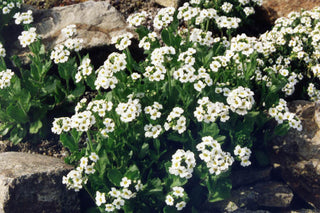 Draba fladnizensis <br>WHITE ARCTIC WHITLOW-GRASS