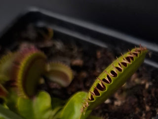Dionaea muscipula <br>VENUS FLYTRAP 'DRACULA' x OP