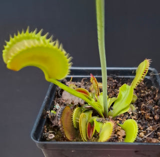 Dionaea muscipula <br>VENUS FLYTRAP 'DRACULA' x OP