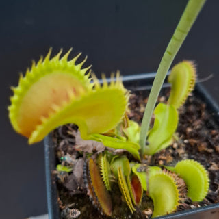 Dionaea muscipula <br>VENUS FLYTRAP 'DRACULA' x OP