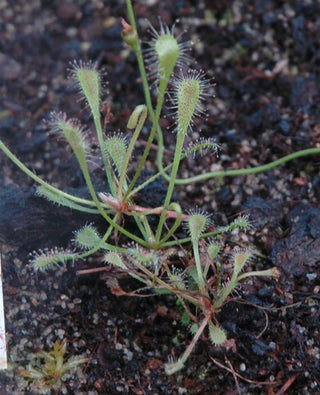 Drosera nidiformis <br>NESTLE LEAFED SUNDEW