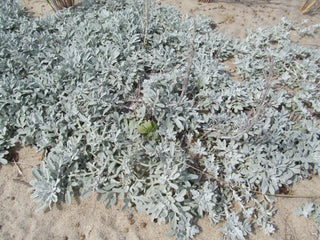 Artemesia stelleriana <br>BEACH WORMWOOD