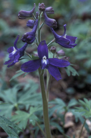 Delphinium tricorne <br>SPRING LARKSPUR, DWARF LARKSPUR