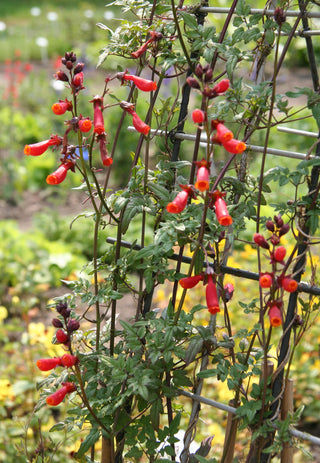 Eccremocarpus scaber <br>CHILEAN GLORY VINE MIX