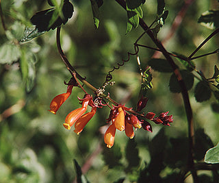 Eccremocarpus scaber <br>CHILEAN GLORY VINE MIX