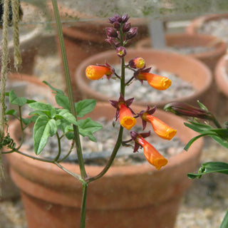 Eccremocarpus scaber <br>CHILEAN GLORY VINE MIX