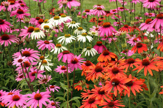 Echinacea CONEFLOWER MIXED COLOURS CHEYENNE seeds