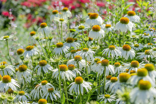 Echinacea CONEFLOWER 'WHITE SWAN' seeds