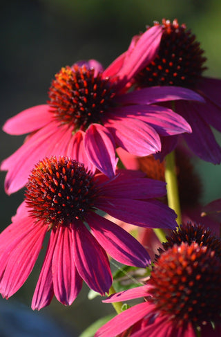 Echinacea CONEFLOWER 'WILD BERRY' seeds