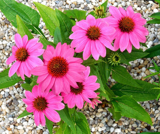 Echinacea PINK BRAVADO CONEFLOWER seeds