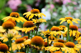 Echinacea Paradoxa YELLOW CONEFLOWER seeds