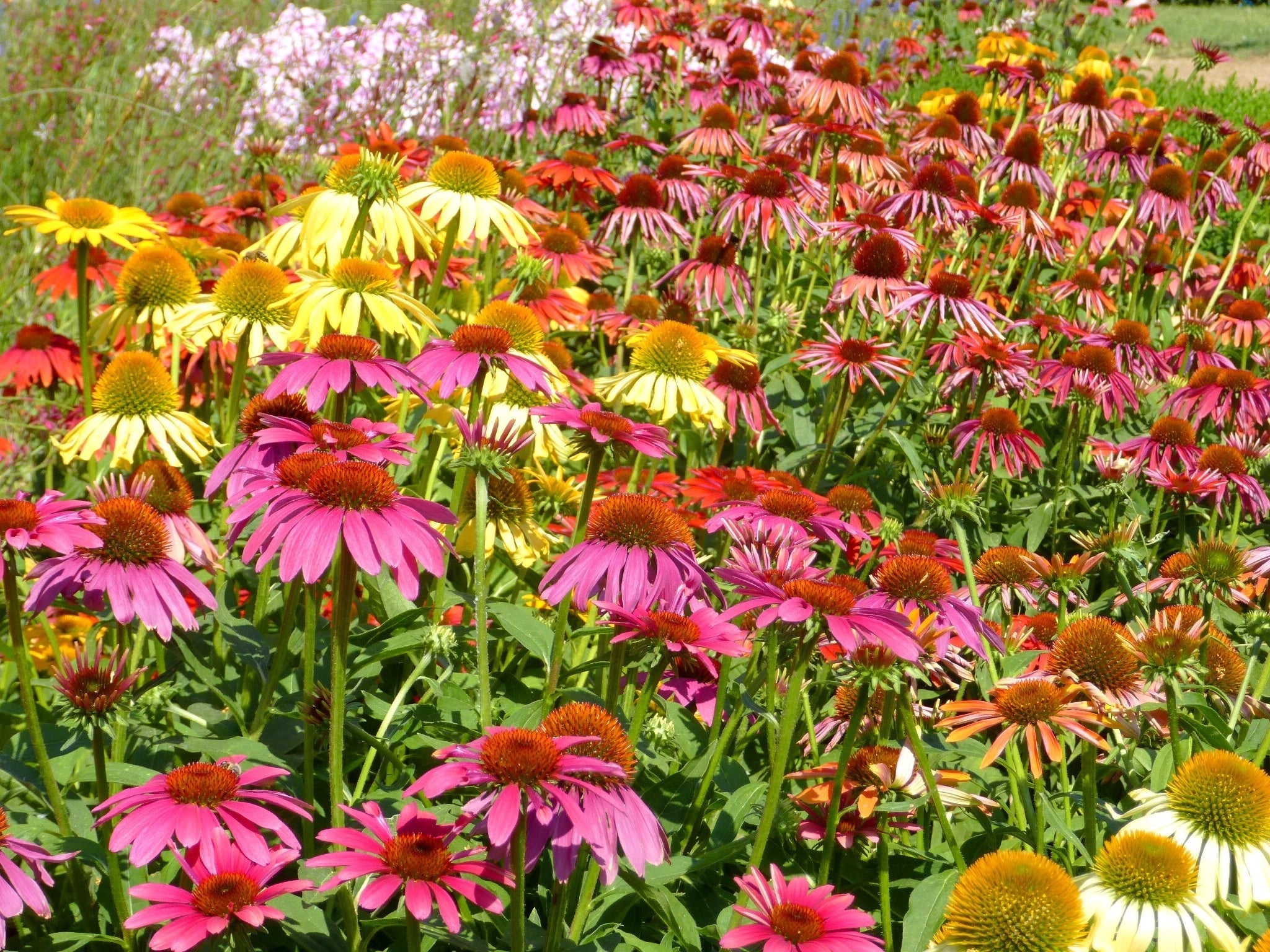 paradiso tall mix echinacea seed Echinacea TALL CONEFLOWER PARADISO – Ferri Seeds