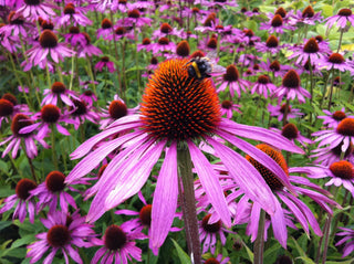 Echinacea augustifolia NARROW LEAF CONEFLOWER BLACKSAMSON seeds