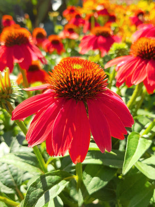 Echinacea hybrida RED OMBRE CONEFLOWER seeds