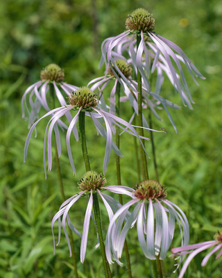 Echinacea pallida PALE PURPLE CONEFLOWER seeds