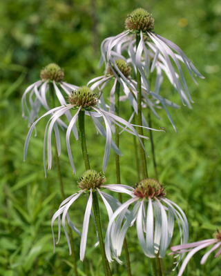Echinacea pallida <br>PALE PURPLE CONEFLOWER