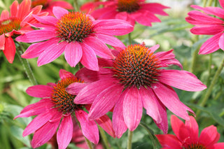 Echinacea purpurea <br>CONEFLOWER 'MAGNUS' seeds