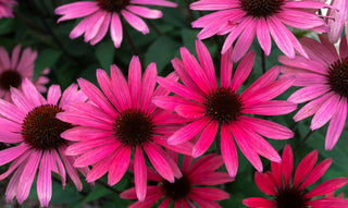 Echinacea purpurea CONEFLOWER 'RUBY STAR' Seeds