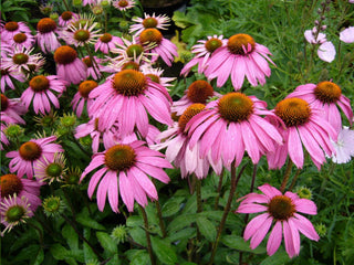 Echinacea purpurea PINK PRIMADONNA CONEFLOWER seeds