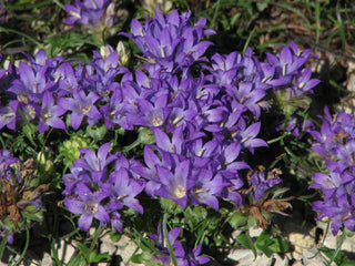 Edraianthus graminifolius <br>GRASSY BELLS