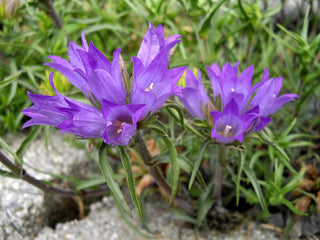 Edraianthus graminifolius <br>GRASSY BELLS