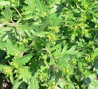 Engelmannia peristenia <br>ENGELMAN'S DAISY