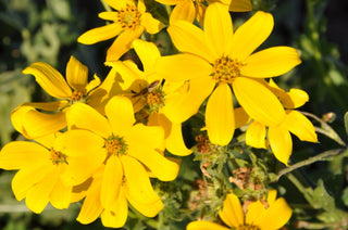 Engelmannia peristenia <br>ENGELMAN'S DAISY