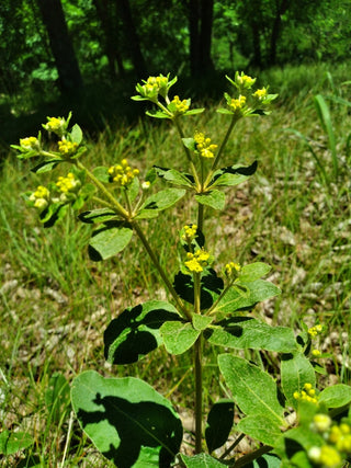 Eriogonum allenii SHALE BARRENS BUCKWHEAT