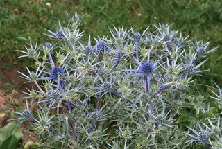 Eryngium amethystinum <br>AMETHYST SEA HOLLY