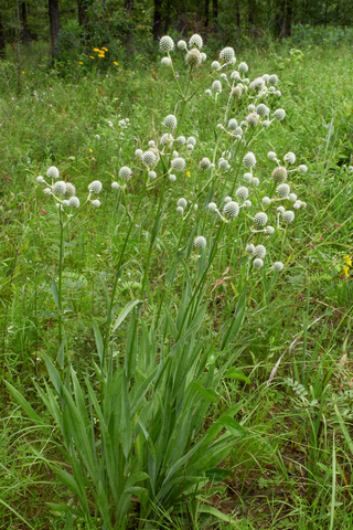 Eryngium yuccifolium <br>BUTTON ERYNGO, RATTLESNAKE MASTER