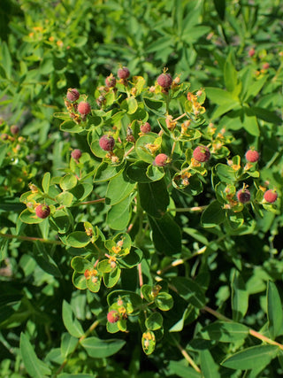 Euphorbia corallioides <br>CORAL SPURGE