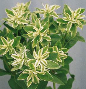 Euphorbia marginata <br>MOUNTAIN SNOW EUPHORBIA VARIEGATED